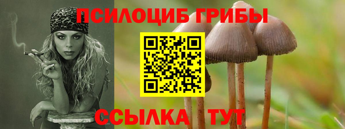 Сухой Лог  Псилоцибиновые грибы GOLDEN TEACHER  Вход с VPN  Псилоцибиновые грибы Psilocybe 